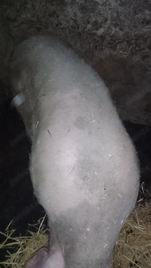 Porci rasă de carne 