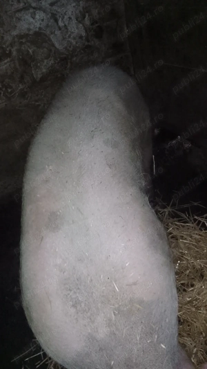 Porci rasă de carne  - imagine 4