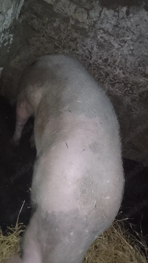 Porci rasă de carne  - imagine 3