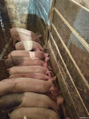 vând purcei de casă  - imagine 2