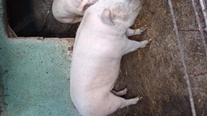 Porci de vanzare de sacrificat - imagine 2