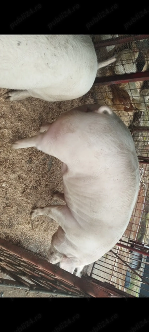 Porci de carne diferite rase  - imagine 3