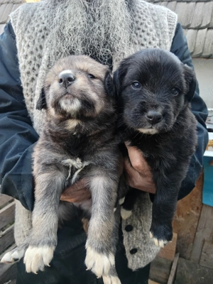 Cățeluș și cățelușa metis de ciobănesc corb  - imagine 2