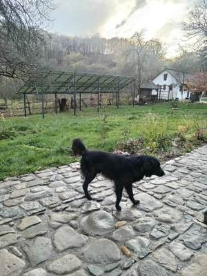 Cățeluș și cățelușa metis de ciobănesc corb  - imagine 3