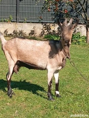 capre alpin franceza