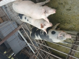 De vânzare 14lei kg - imagine 2