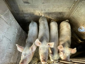 Vand porci 120-150 kg Bihor