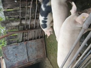 De vânzare 14lei kg