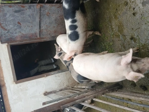 De vânzare 14lei kg - imagine 4