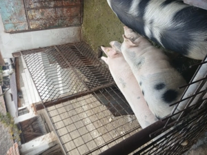 De vânzare 14lei kg - imagine 3