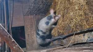 Porci de vanzare - imagine 4