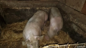 Porci de vanzare - imagine 3