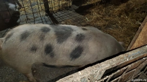 Porci de vanzare - imagine 5