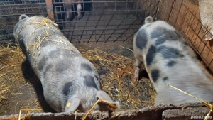 Porci de vanzare