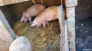 Porci de vanzare - imagine 2