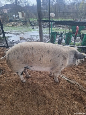 Porc de vanzare - imagine 4