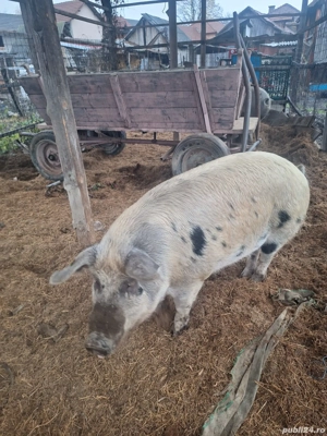 Porc de vanzare - imagine 3