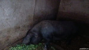 Vând porci grași bazna - imagine 3