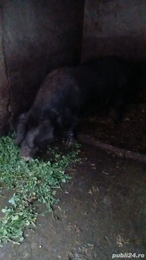 Vând porci grași bazna - imagine 2