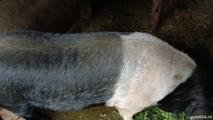 Vând porci grași bazna