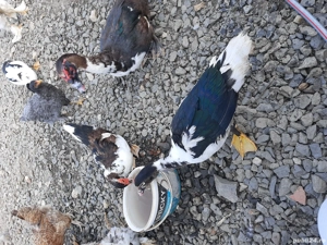 rațe mute pentru carne - imagine 3