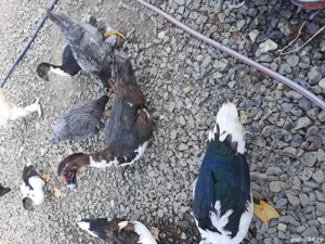 rațe mute pentru carne - imagine 4