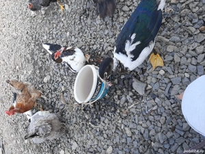 rațe mute pentru carne - imagine 2