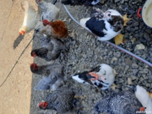 rațe mute pentru carne