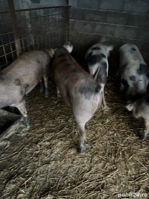 vand porci - imagine 4