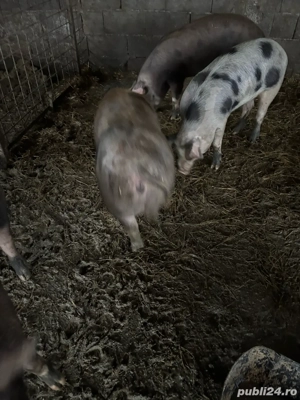 vand porci - imagine 5