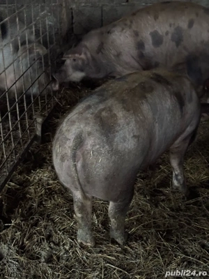 vand porci - imagine 3