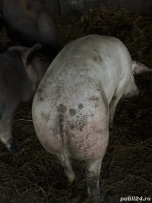 vand porci - imagine 2