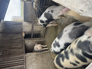 Vând porci grași  - imagine 2