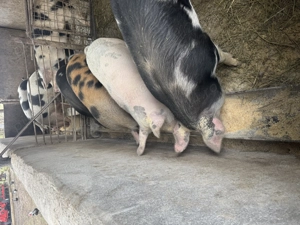 Vând porci grași  - imagine 3