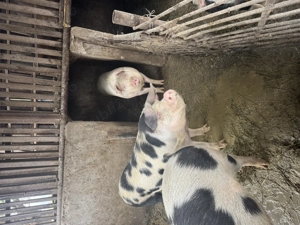 Vând porci grași  - imagine 4