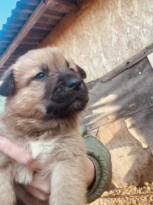 Vând puiuți de Belgian Malinois