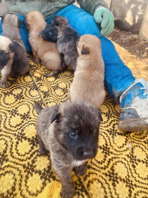 Vând puiuți de Belgian Malinois - imagine 4