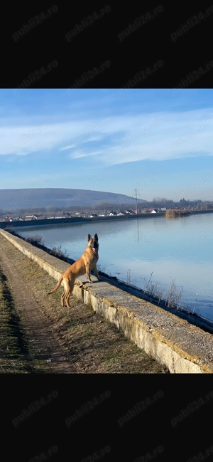 Vând puiuți de Belgian Malinois - imagine 2