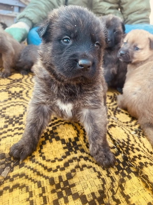 Vând puiuți de Belgian Malinois - imagine 3