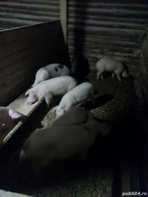 purcei de vânzare  - imagine 2