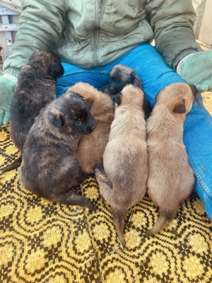 Vând puiuți de Belgian Malinois - imagine 5