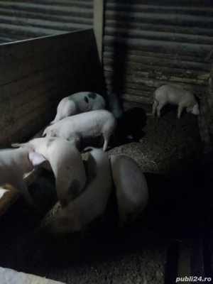purcei de vânzare  - imagine 3