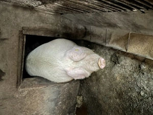 Scroafa 300kg - imagine 2
