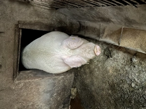 Scroafa 300kg - imagine 3