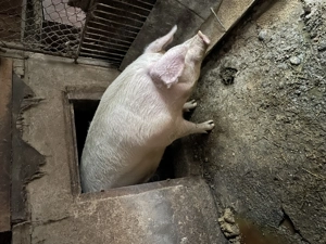 Scroafa 300kg - imagine 4