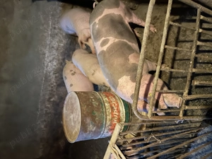 Porci 130-160 Kg - imagine 2