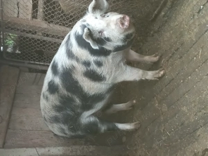 Porci de vânzare  - imagine 2