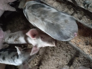 De vazare porci de carne