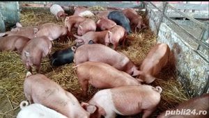 Vând purcei de 12 saptamani - imagine 3