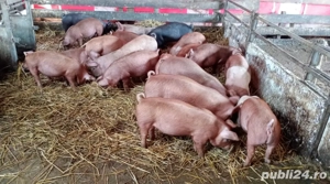 Vând purcei de 12 saptamani - imagine 4